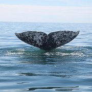 Whales at Laguna San Ignacio
